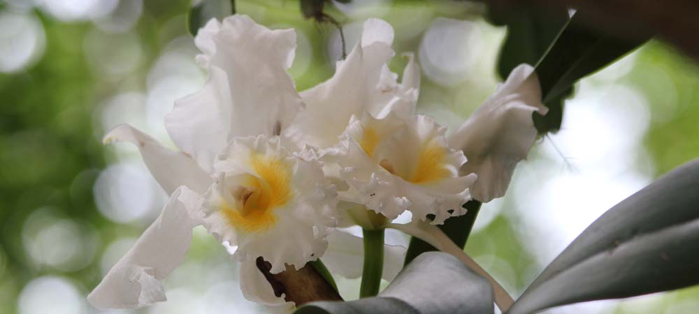 White flowers in bloom with blurred greenery in background
