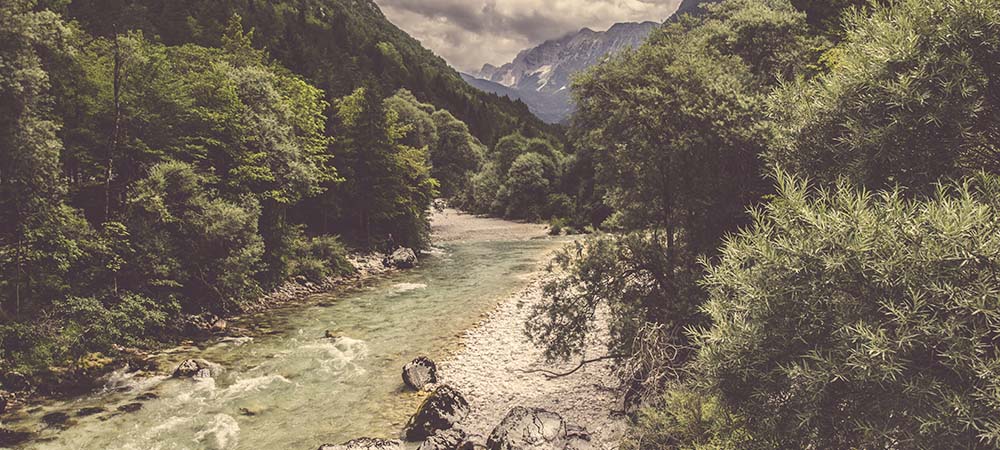 path through woods with mountains in background